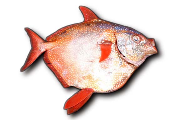 Opah wallpaper