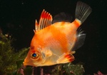 Orange boarfish