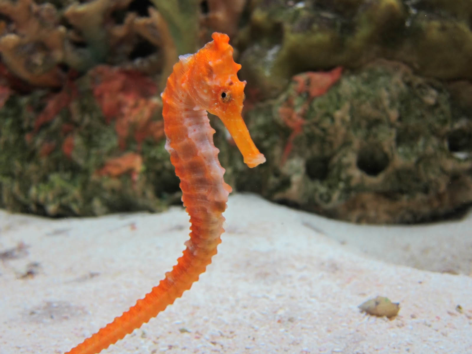 Оранжевый морской конек фото