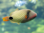 Orange lined triggerfish