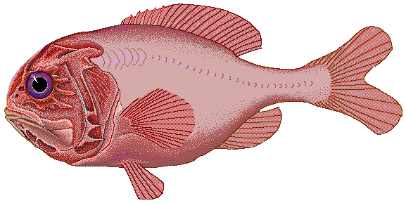 Orange roughy wallpaper