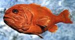 Orange roughy