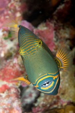 Orangestriped triggerfish front view