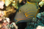 Orangestriped triggerfish in the rocks