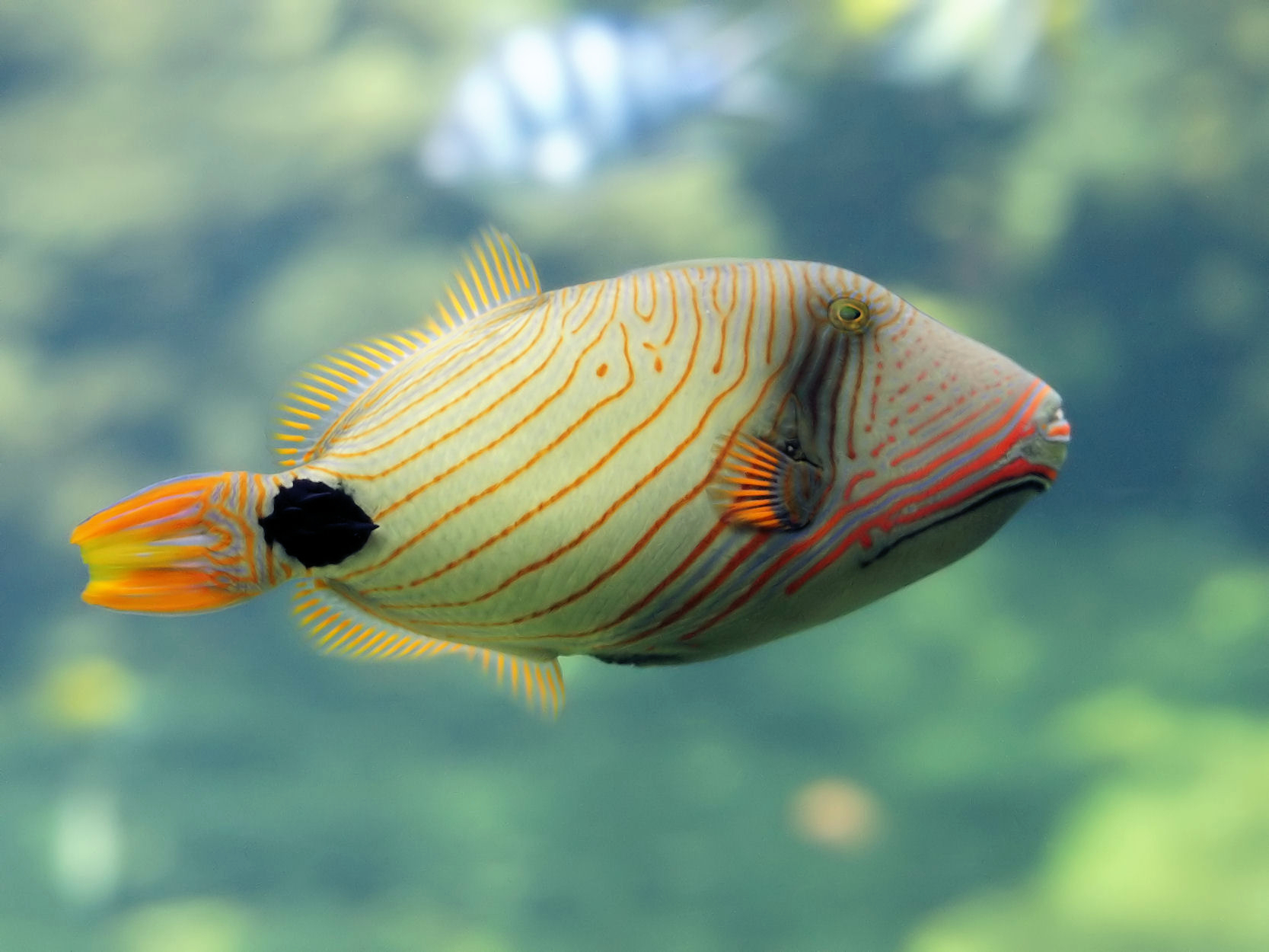 Orangestriped triggerfish wallpaper