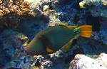 Orangestriped triggerfish swims