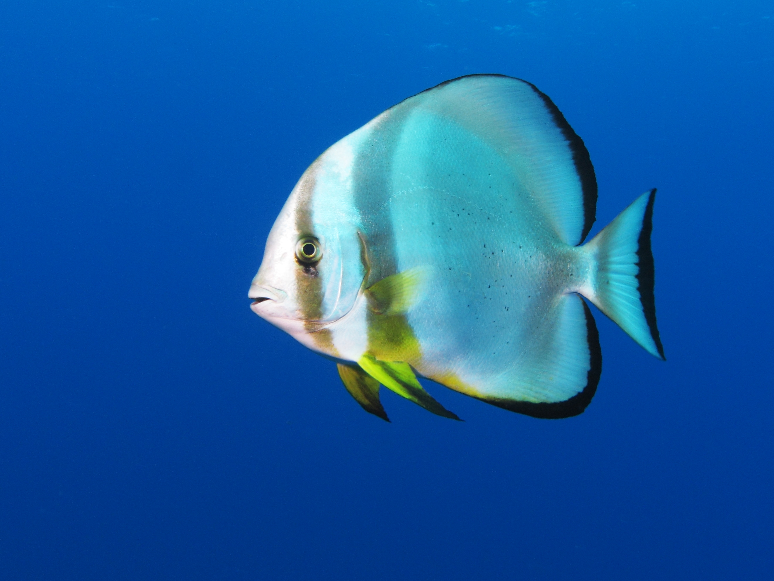 Orbicular batfish wallpaper