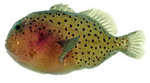 Orbicular velvetfish