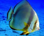 Orbicularis batfish