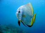 Orbicularis batfishes swims