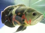 Oscar Fish in aquarium