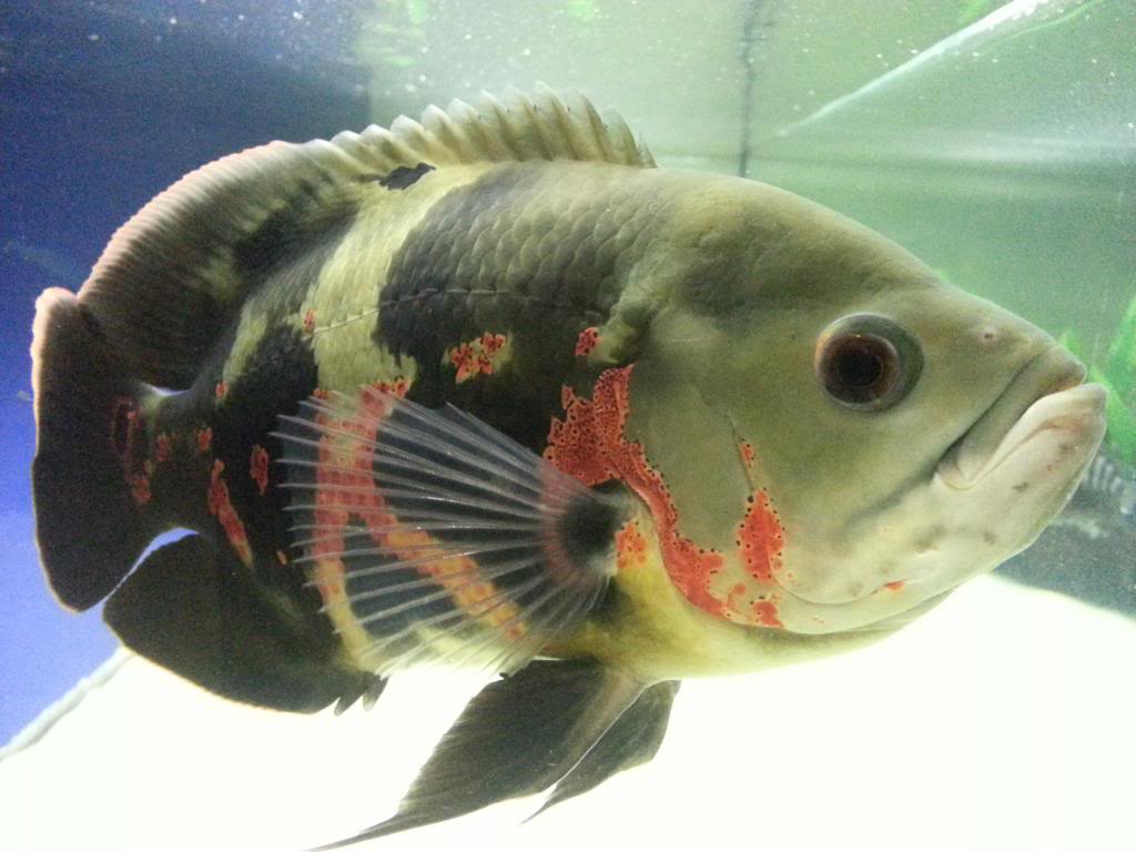 Oscar Fish in aquarium wallpaper