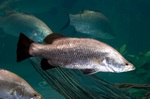 Other Barramundi