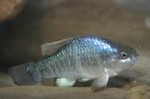 Owens pupfish swims