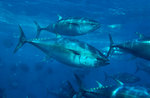 Pacific Bluefin Tuna