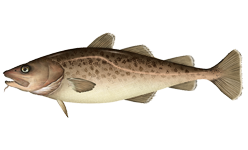 Pacific cod wallpaper