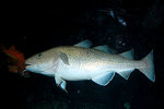 Pacific cod swims