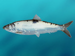 Pacific herring