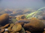 Pacific lamprey lurking