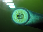 Pacific lamprey mund