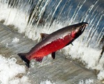 Pacific salmon in jumps