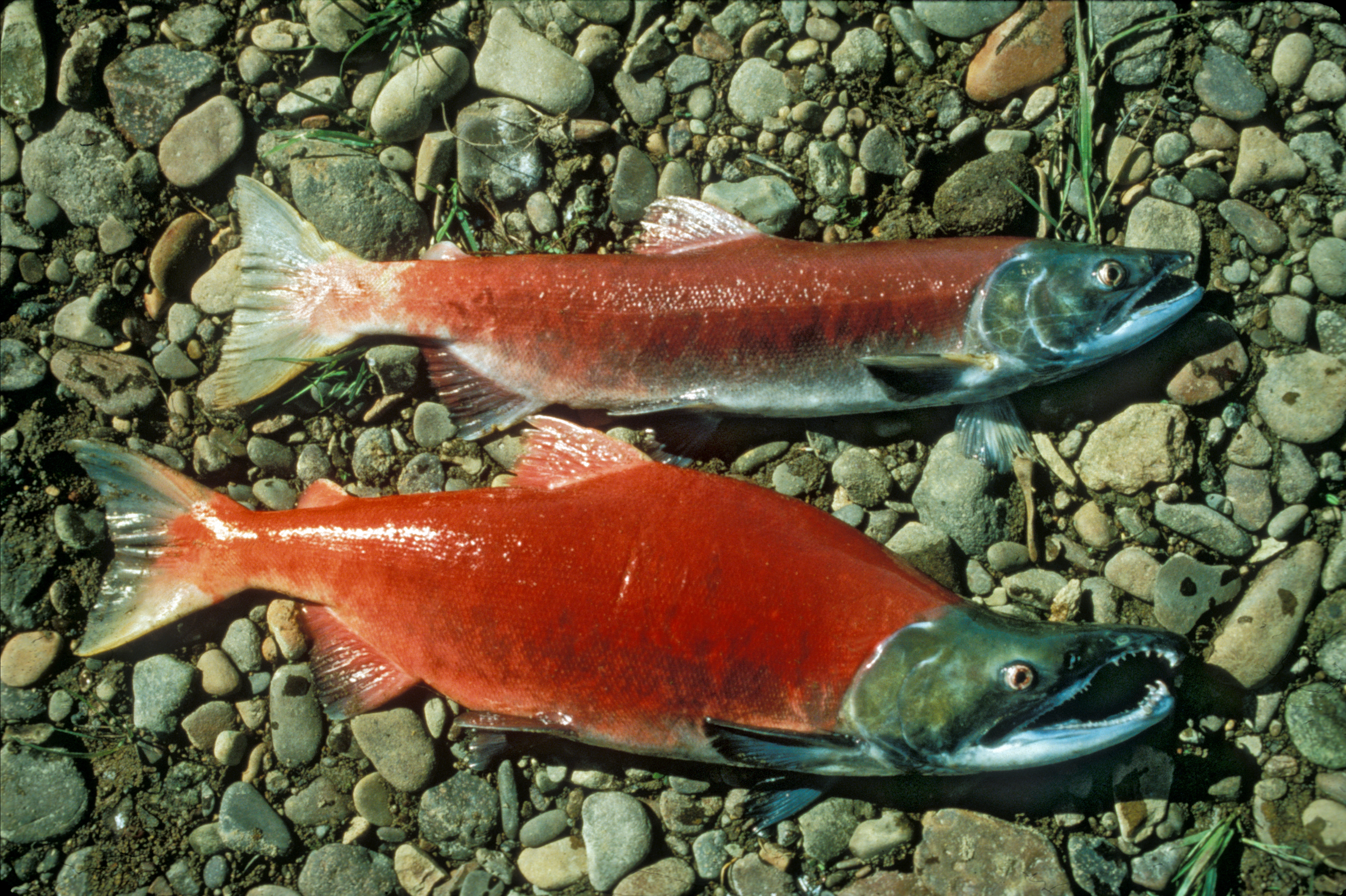 Pacific salmon wallpaper