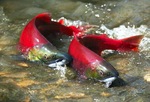 Pacific salmons on the surface