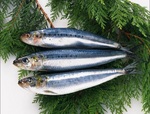 Pacific saury 