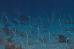 Pack garden eels 