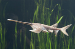 Paddlefish in the grass