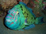 Parrotfish in the bottom