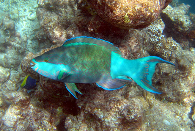 Parrotfish wallpaper