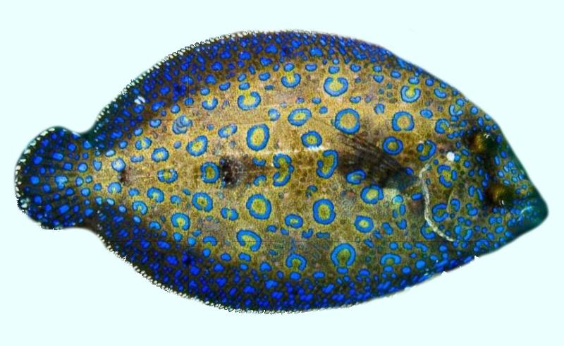 Peacock flounder wallpaper