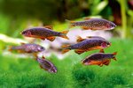 Pearl danio fishes in aquarium