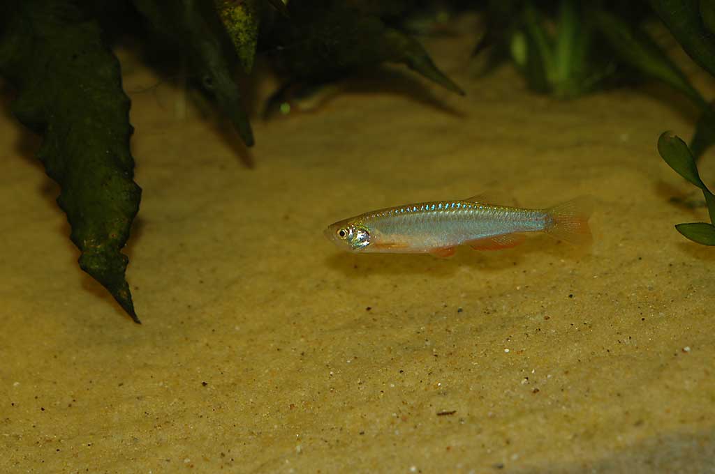 Pearl danio wallpaper