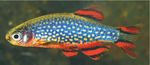 Pearl danio