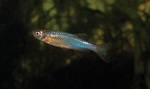 Pearl danio swims