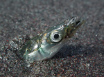 Peeping Sand lance