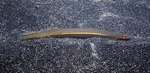 Pelican eel