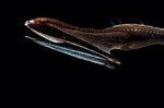 Pelican eel