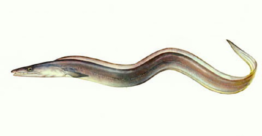 Pike eel wallpaper