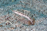 Pikeblenny swims