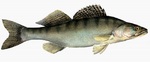 Pikeperch