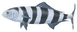 Pilot fish