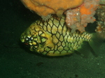 Pineapplefish under rocks