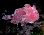 Pink frogfish