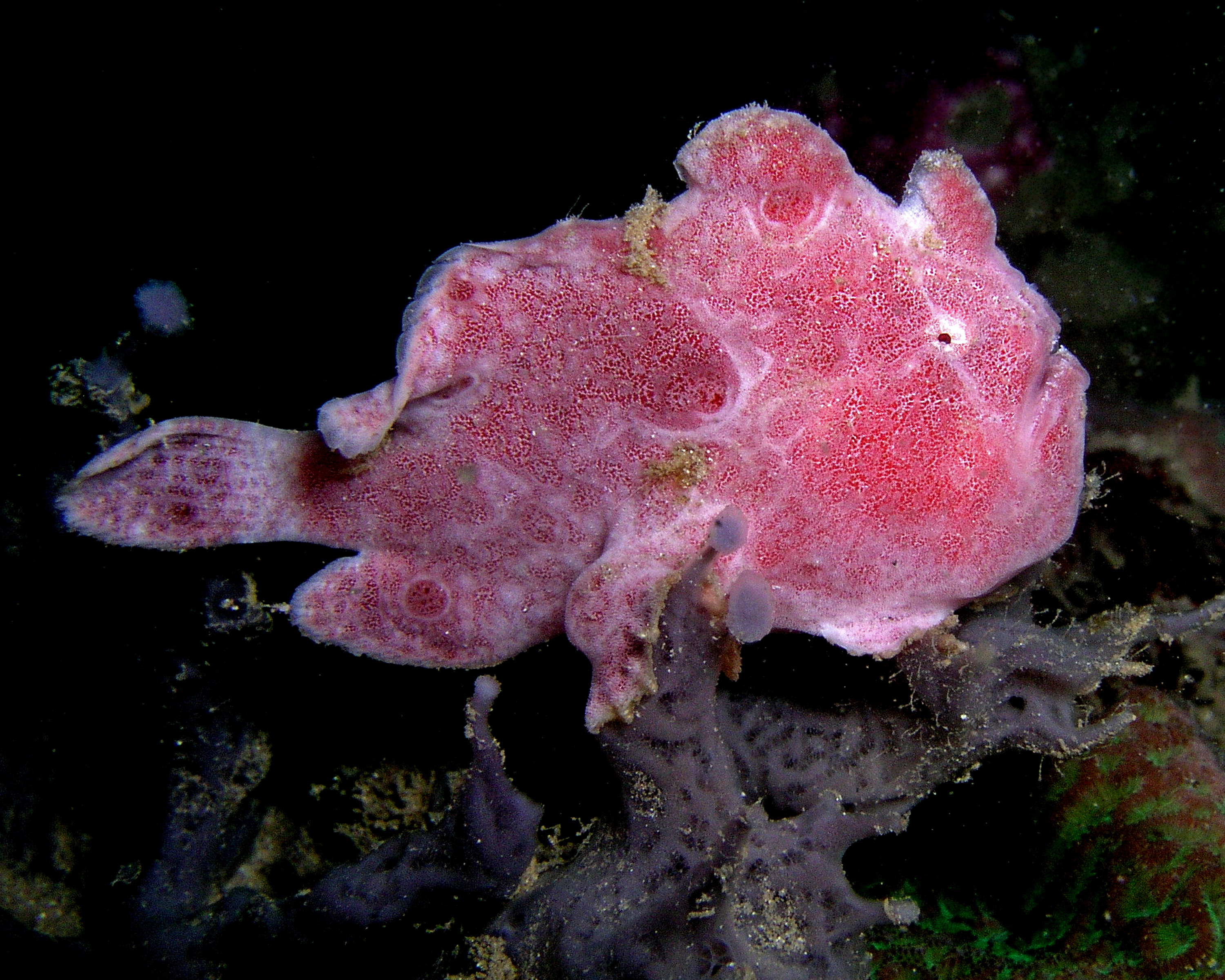 Розовая клоуновая рыба фото