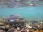 Pink salmon underwater