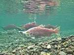 Pink salmons swims