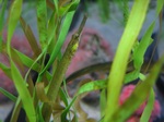Pipefish in the grass